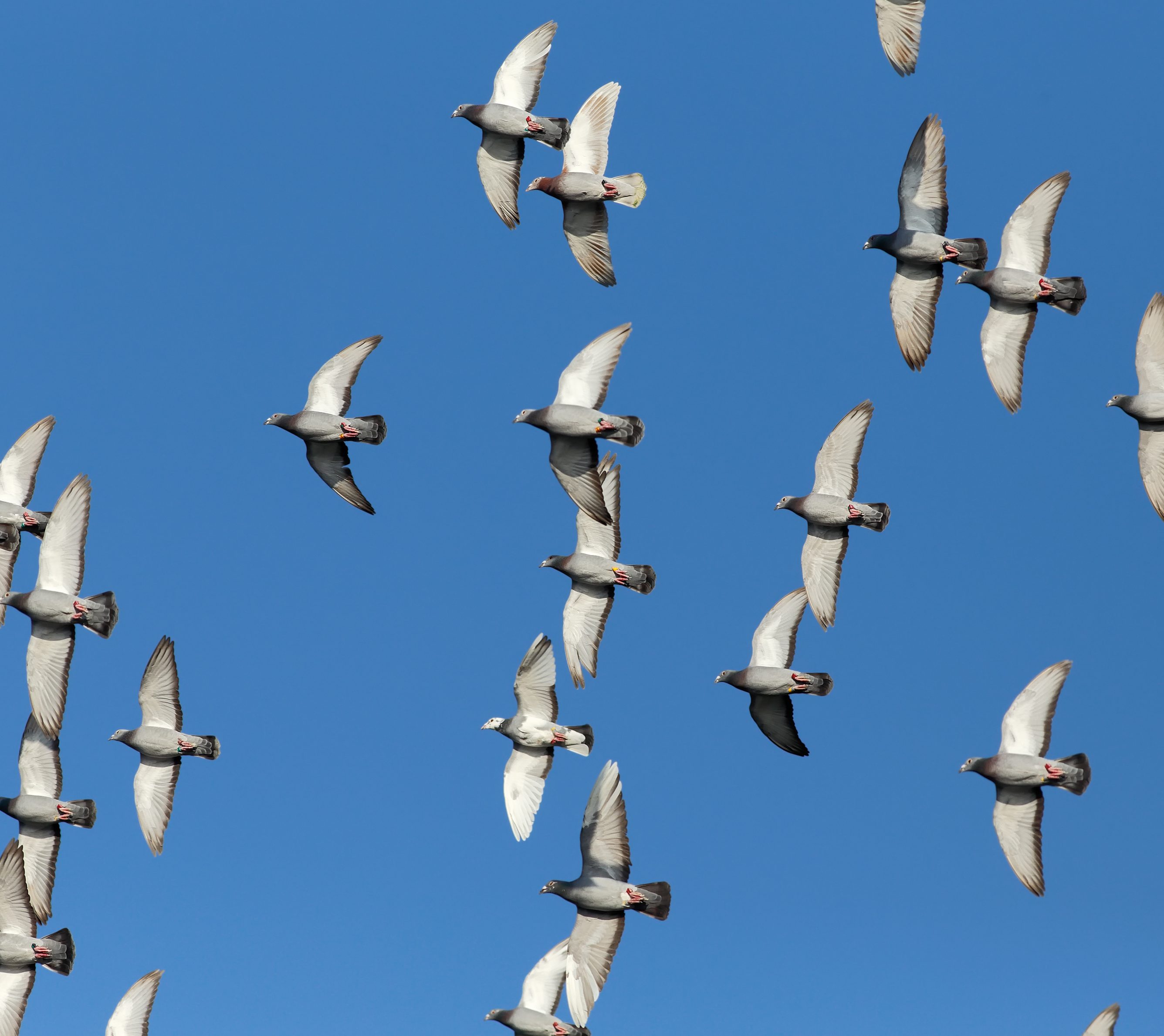 Flock of sport carrier pigeons flying against a beautiful deep blue sky during their daily trainning for competition
